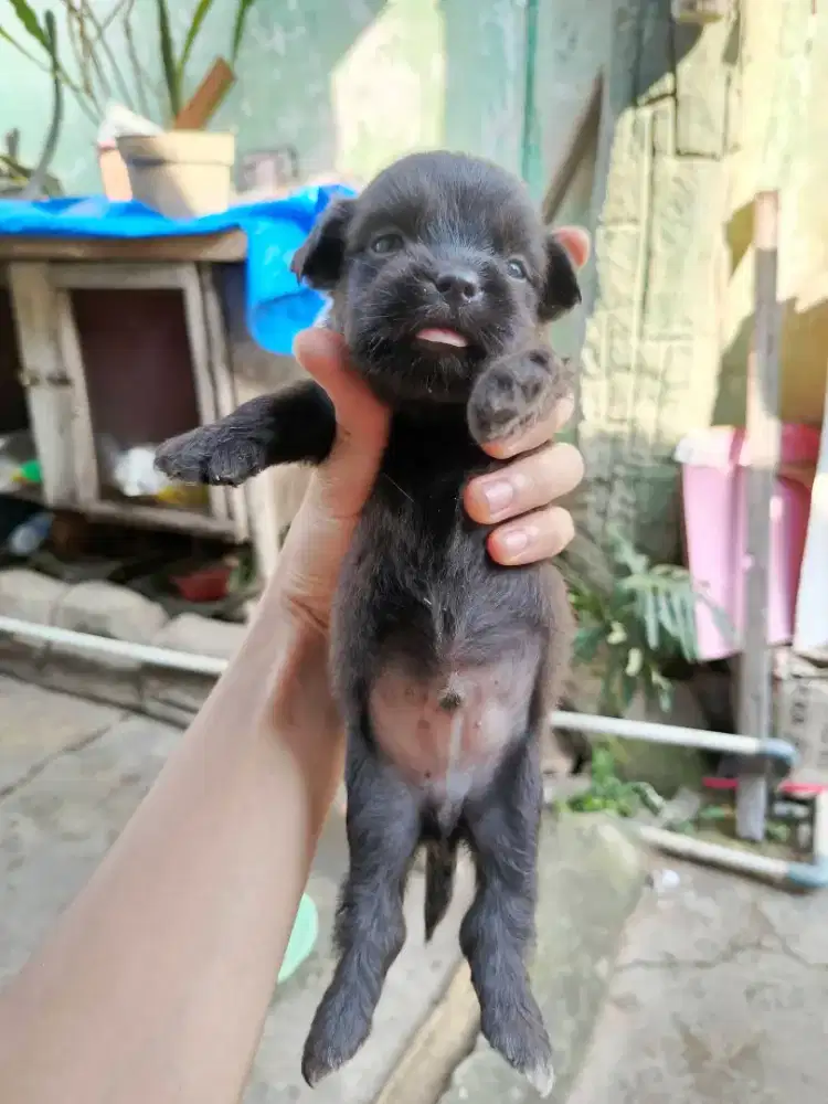 Anak Anjing mix ras
