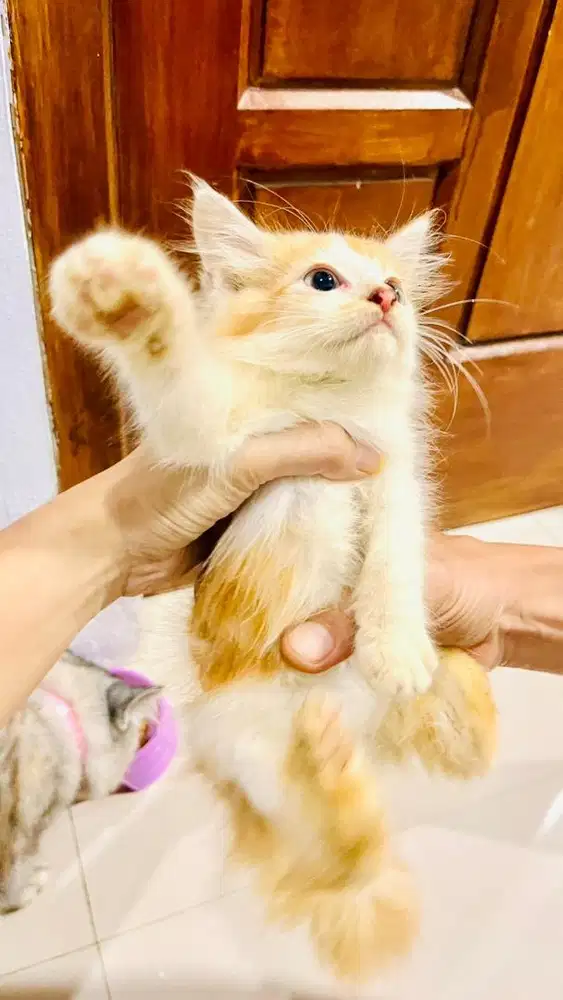 Kitten Persia Medium Jantan