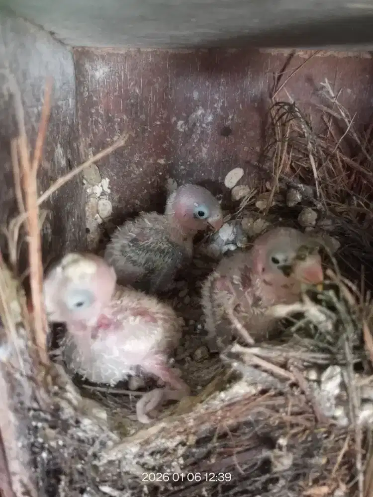 Anak love bird loloh