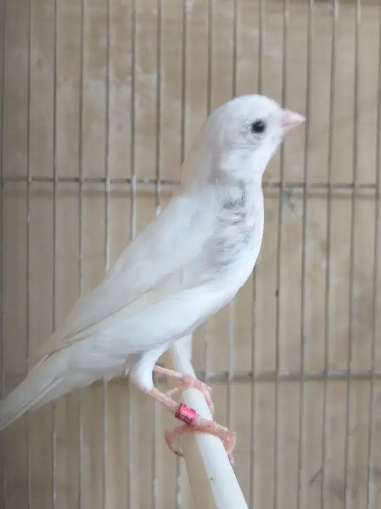 Kenari Spanish Timbrado Import Betina