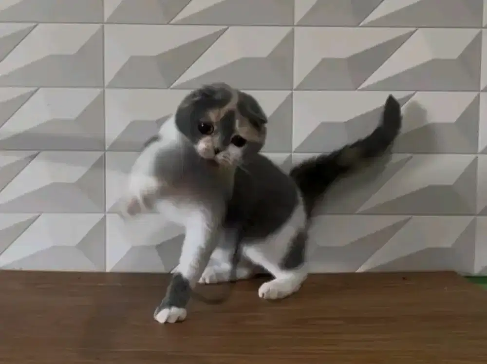 Triple fold betina 6 bulan