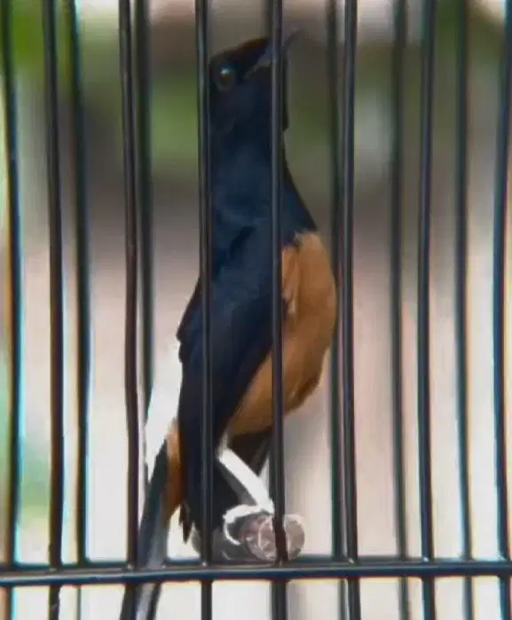murai batu PRESTASIAN ANGET LEVEL REGIONAL ORI HUTAN BAHOROK MAPAN
