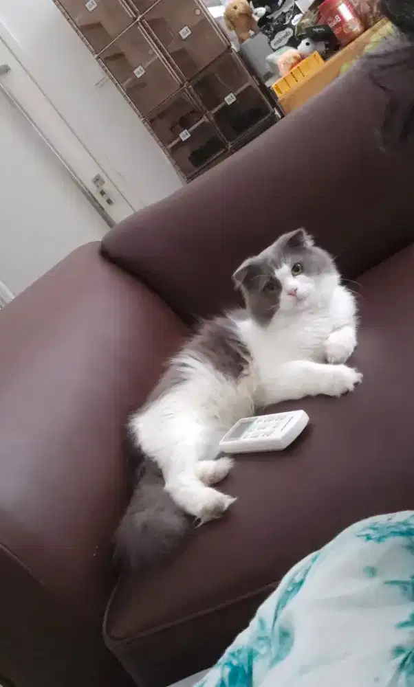 Scottish Fold Longhair