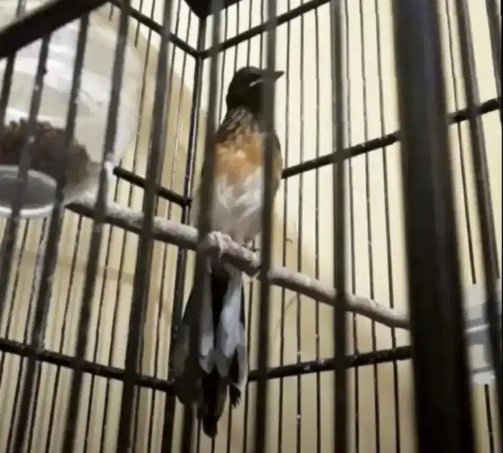 murai batu trotol jantan gacor trah galur murni BAHOROK LAWAS PRESTASI