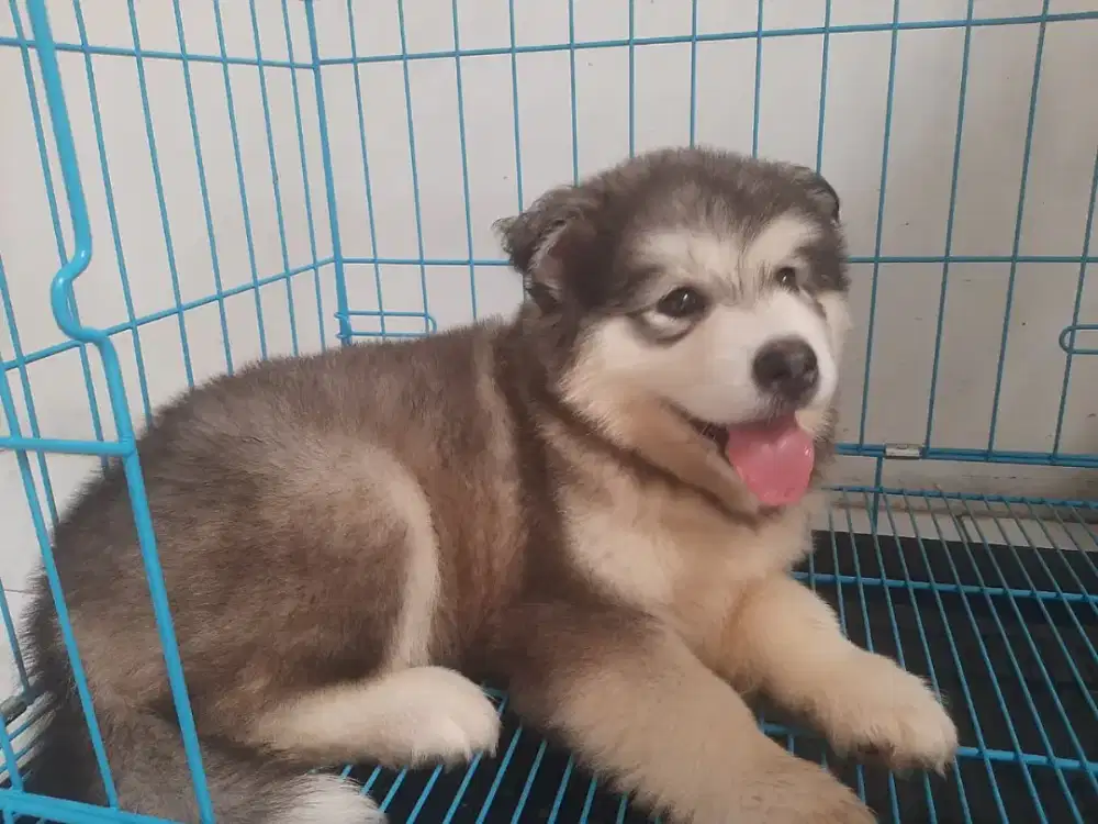 ANAK ANJING ALASKAN MALAMUTE STAMBUM, VAKSIN, CHIP. HIGH QUALITY!