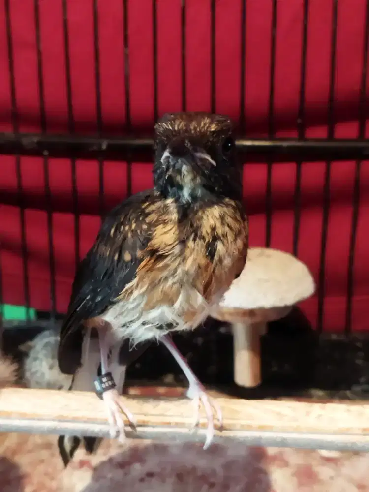 Murai Trotolan jantan Trah aceh