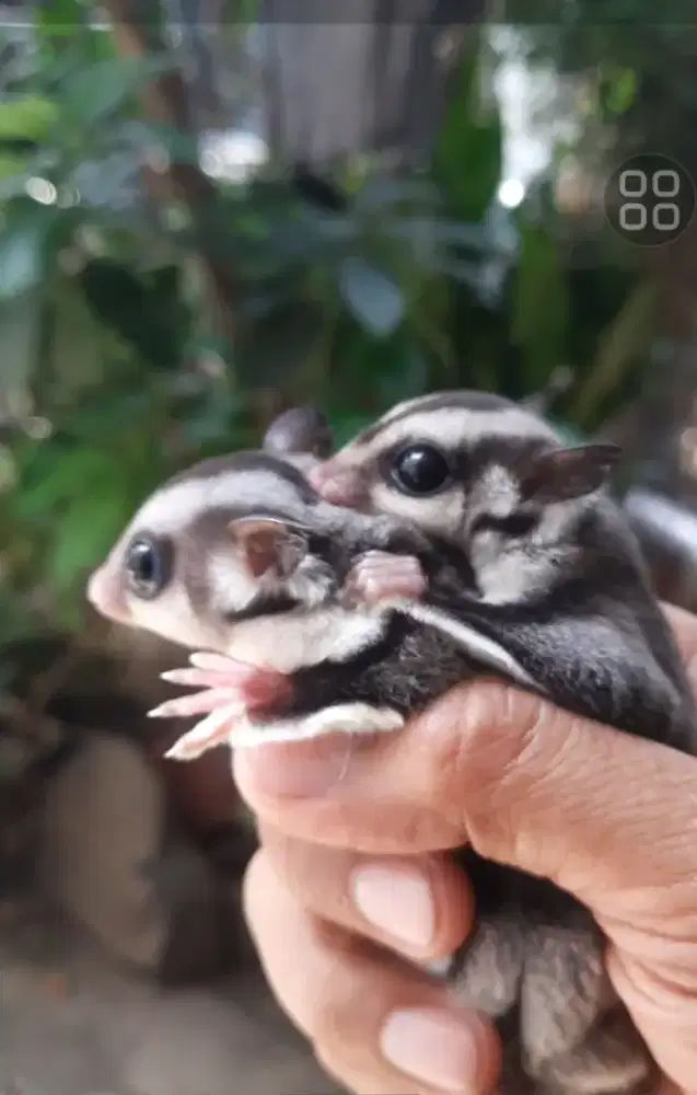 SUGAR GLIDER JOEY CLASSIC GREY SEPASANG JINAK