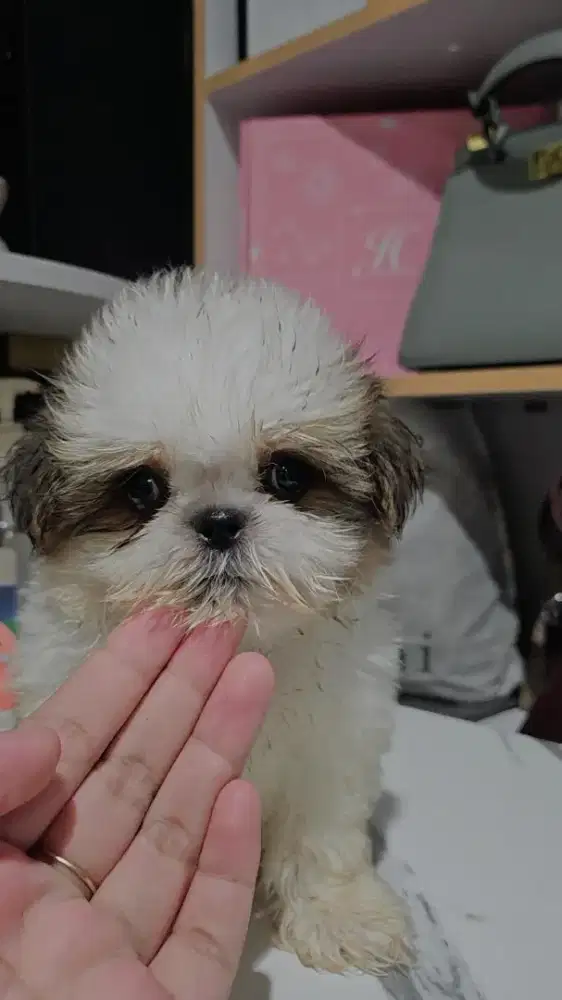 Open adop anjing shitzu jantan umur2 bulan