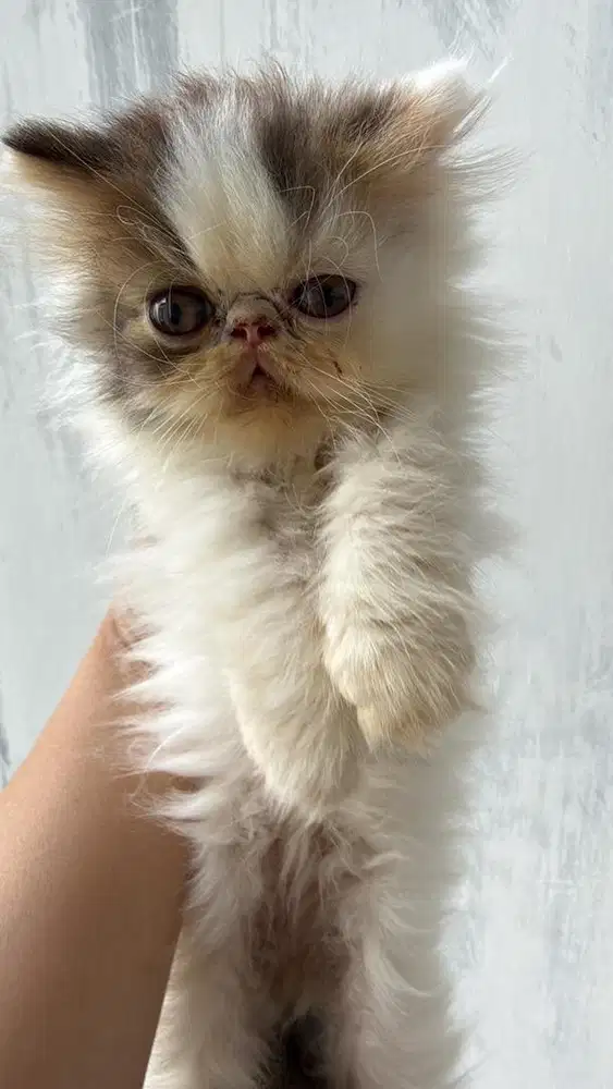 Open adop kucing pesek