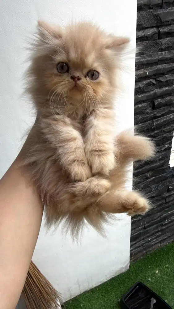 Open adop anak kucing