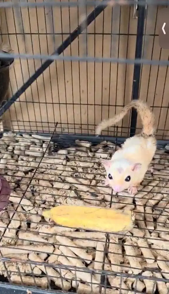 SUGAR GLIDER BORONGAN MURAH