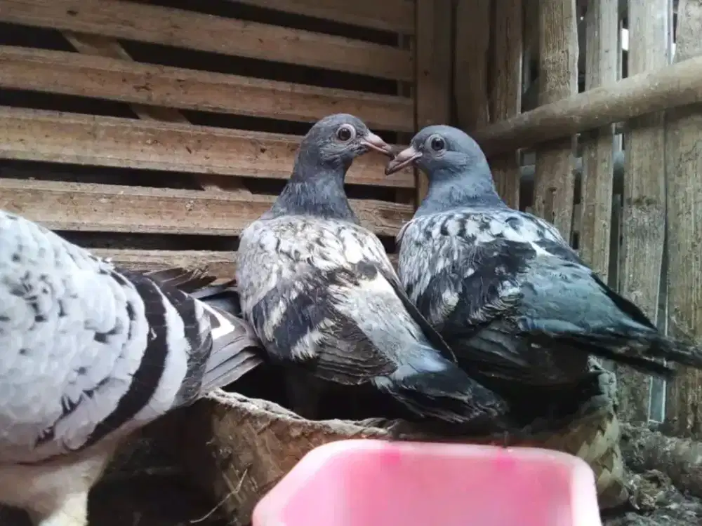 Sepasang anak merpati pos Tritis