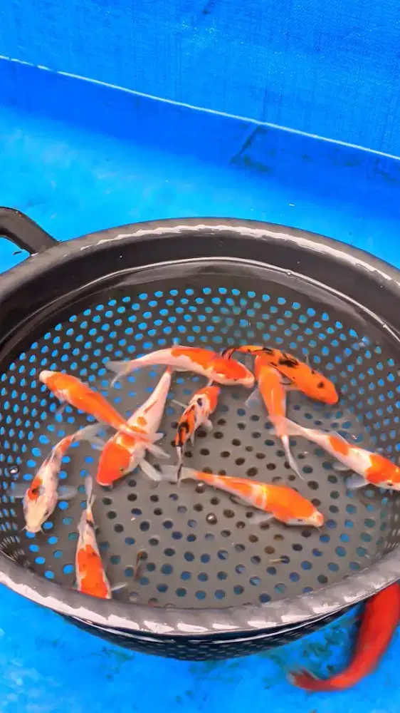 paket Ceria koi warna