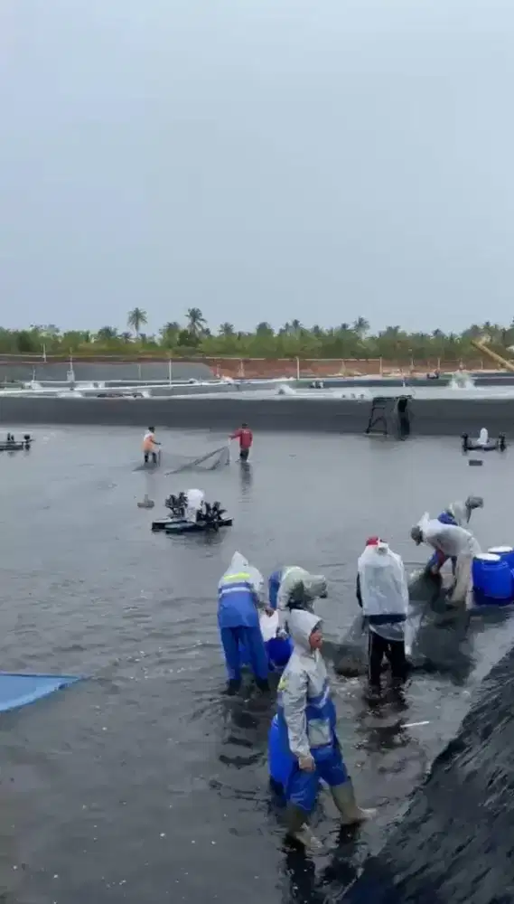 Tambak Udang 13Hektar