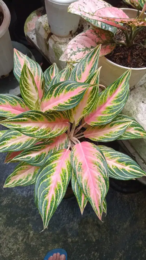 Aglonema pink sunset duuble head