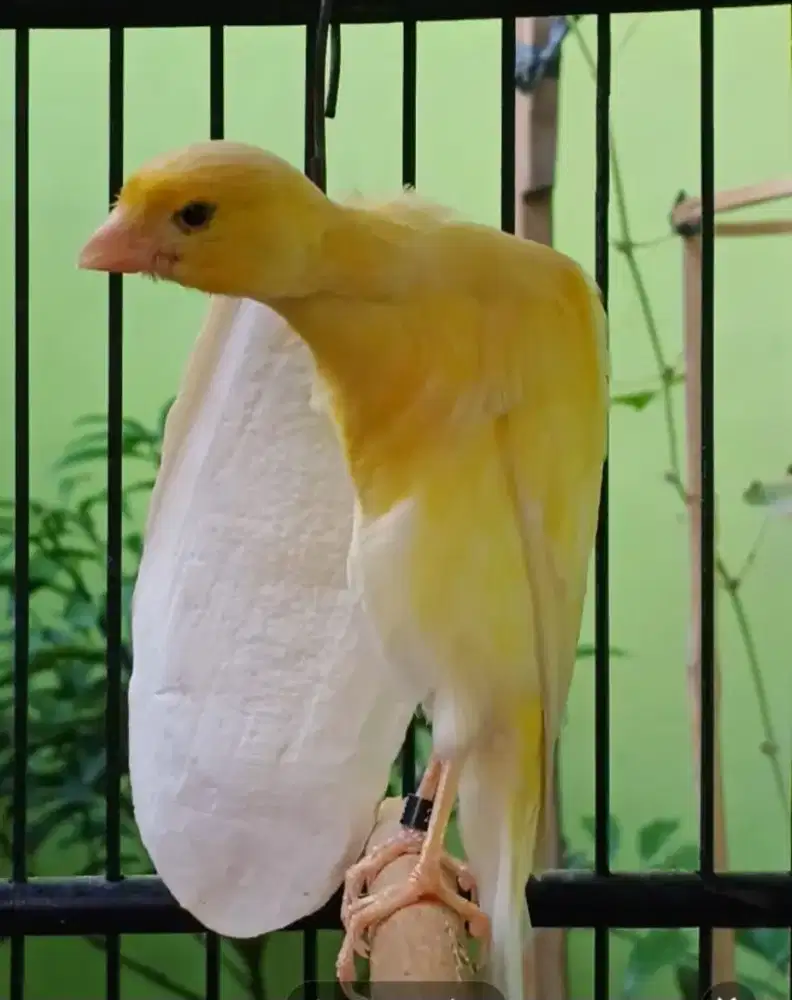 Kenari Jantan -Betina BB - SF Produksi dan siapan.