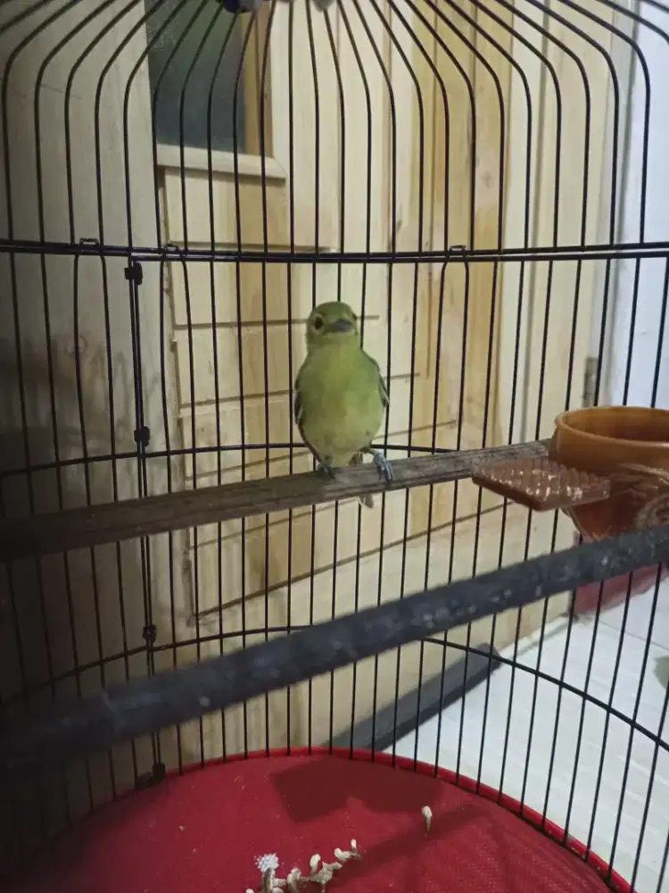 Burung cipew / Sirtu