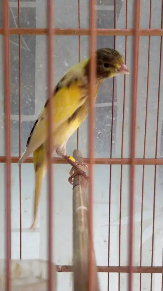 Burung kenari F1sfbb remaja jantan