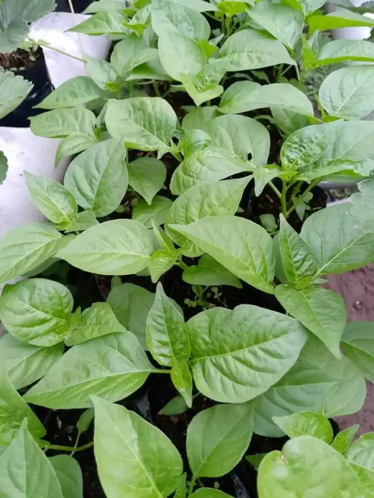 saya mencari pekerjaan di bid pertanian