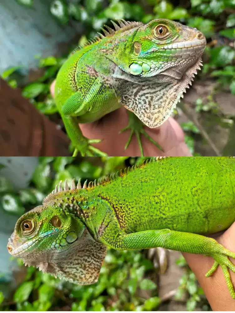 Iguana Columbia green Juve Bater hewan apa aja ajukan