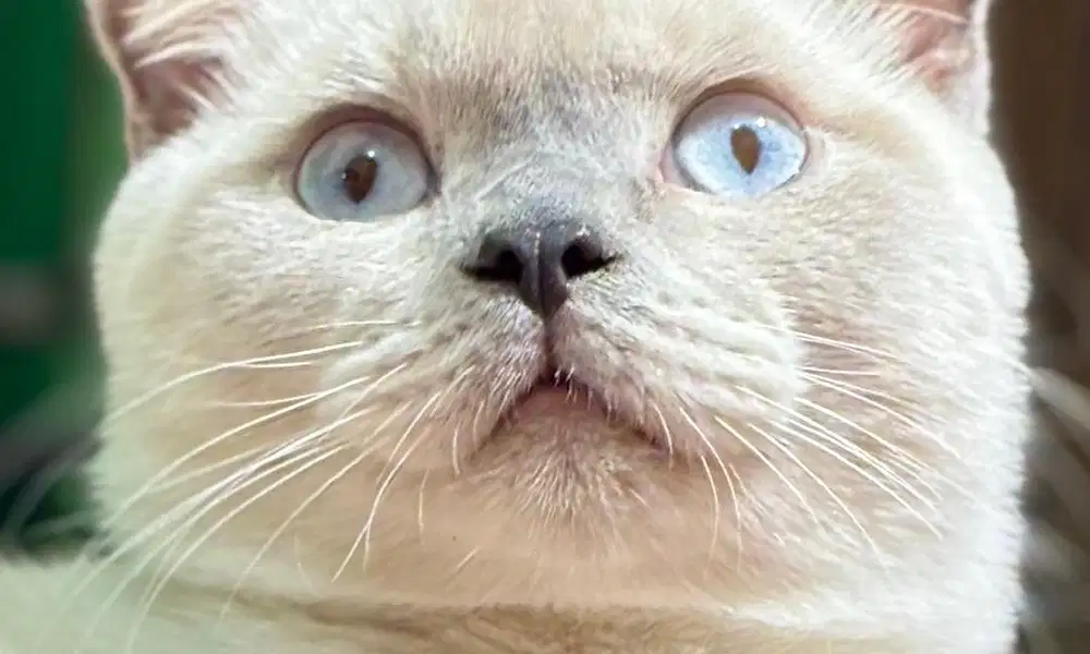 Scottish fold blue eyes putih point jdhin bsh & munchkin