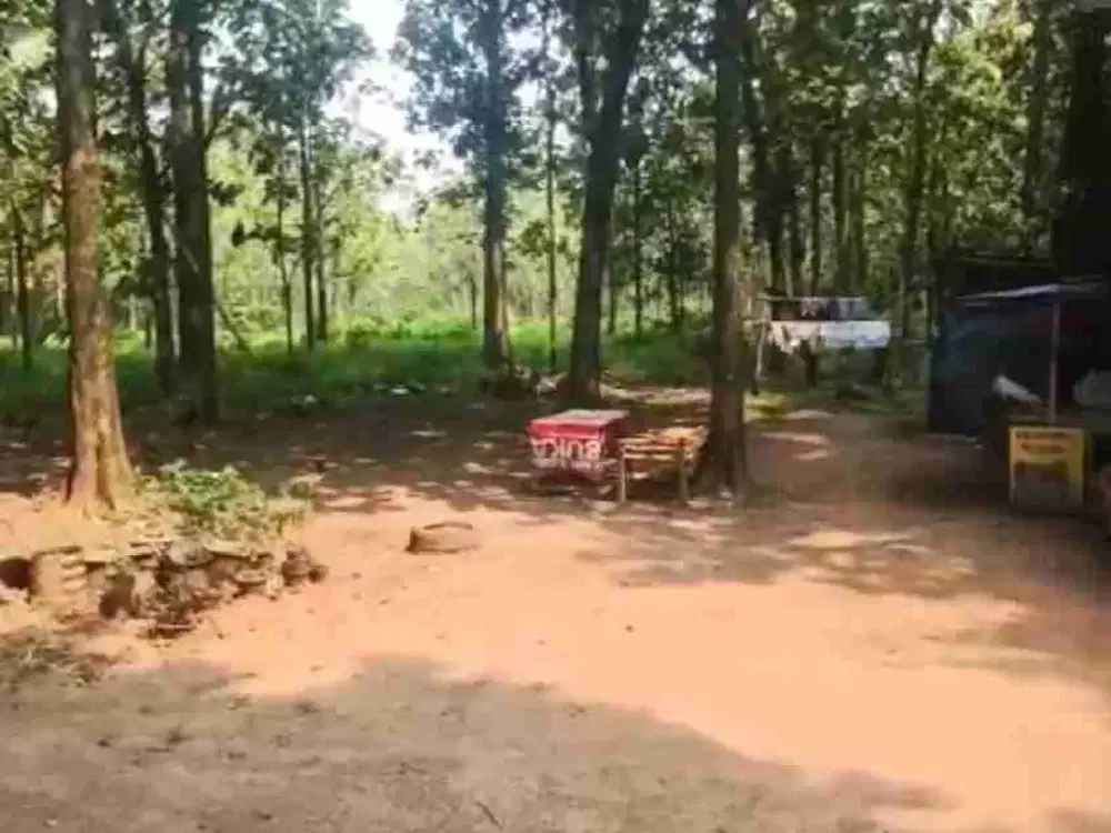 DiJual Tanah dan Kebun Pohon Jati