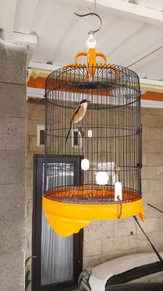 Burung Cendet Fullset