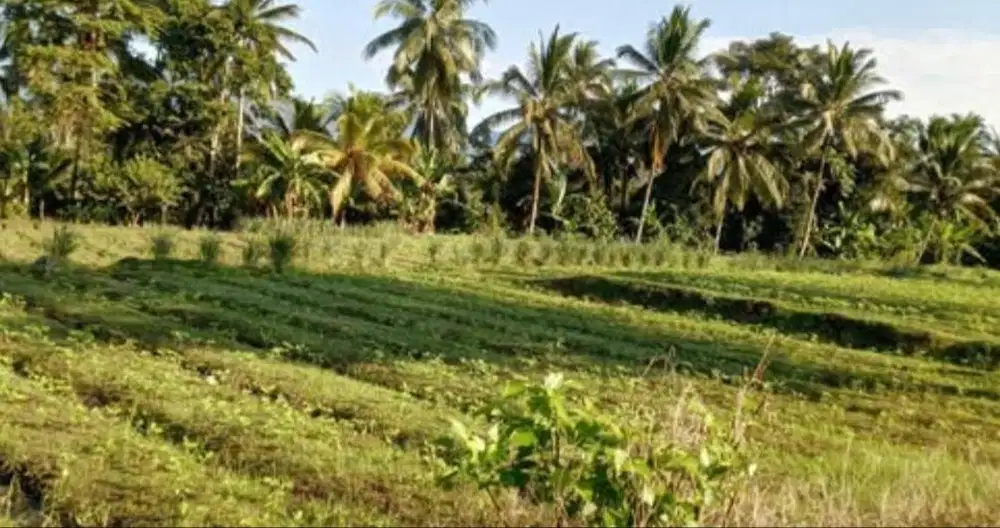 DIJUAL CEPAT – TANAH SIAP BANGUN DI BATURITI (TABANAN)