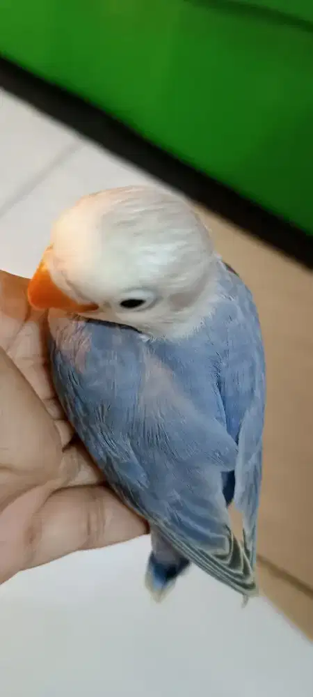 Biola vio pale no minus