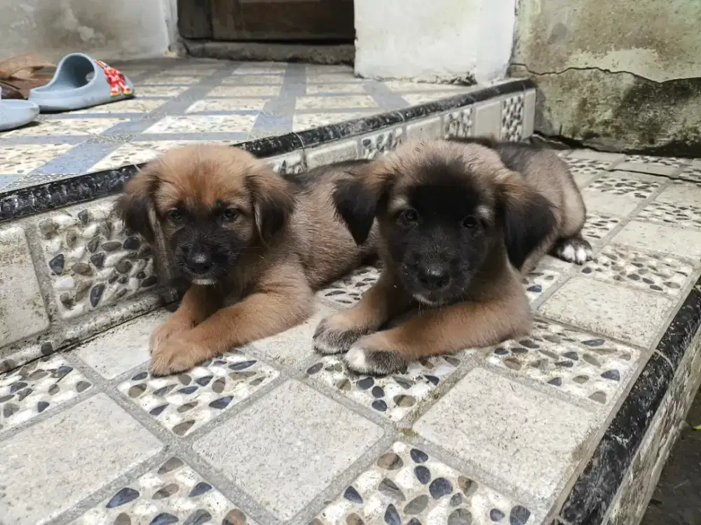 Jual Anak Anjing Lucu