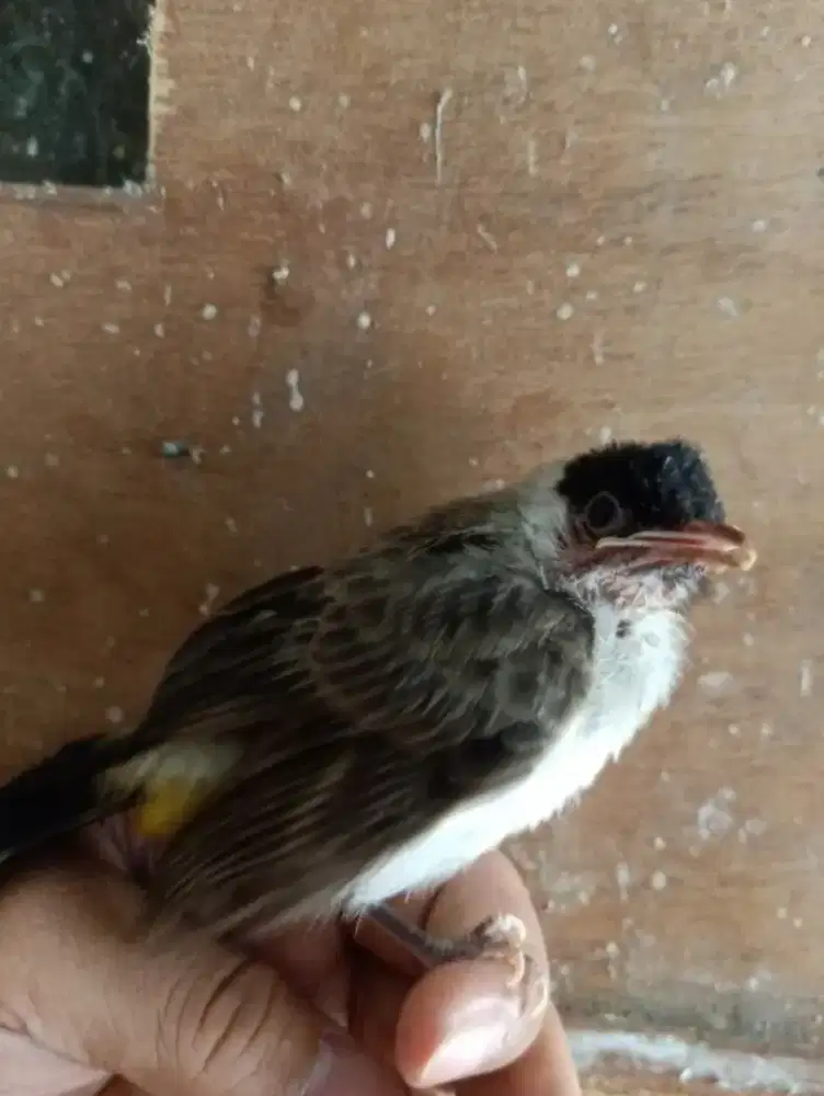 Anakan kutilang suap mulai mandiri