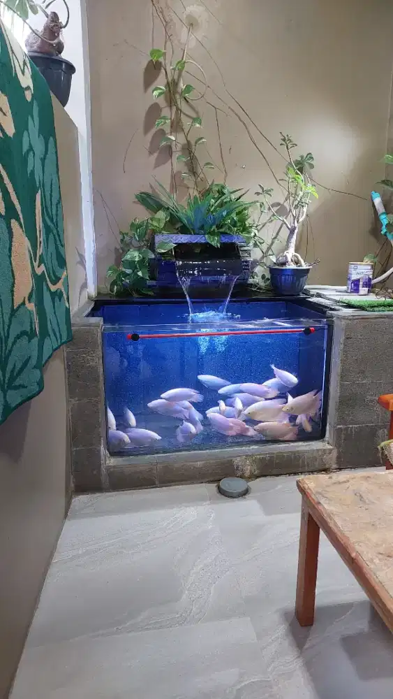 Ikan Gurame Putih Sehat & Aktif – Cocok Hias & Budidaya