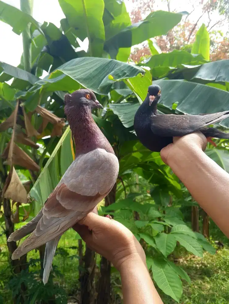 Merpati kolong bebas dan tomprang