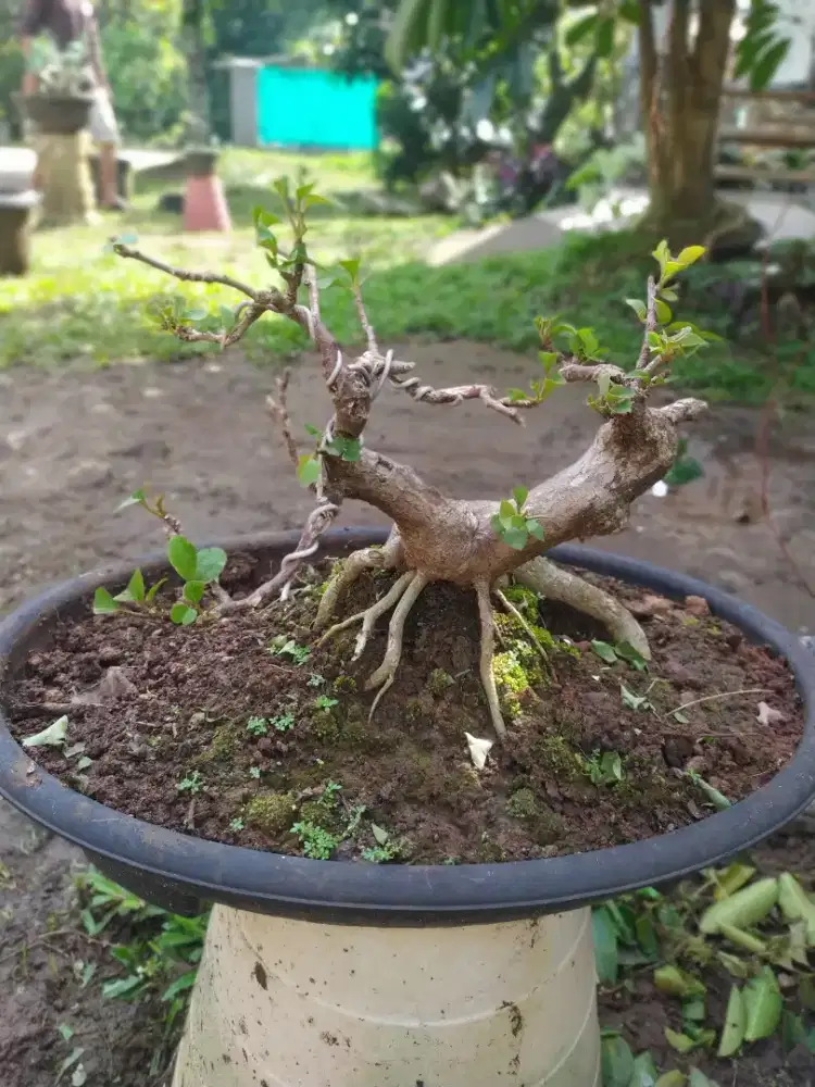 Bonsai bougenville murah
