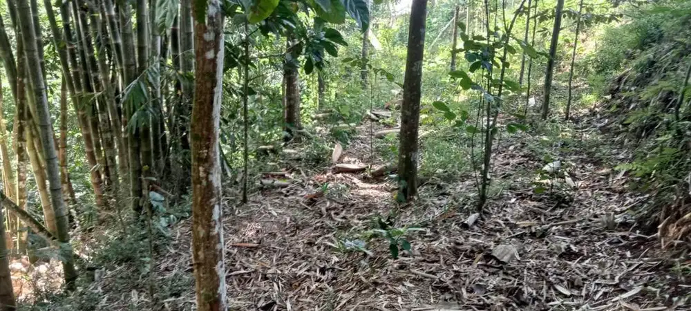 Dijual Lahan Perkebunan Desa Wonosari Kebobang Malang