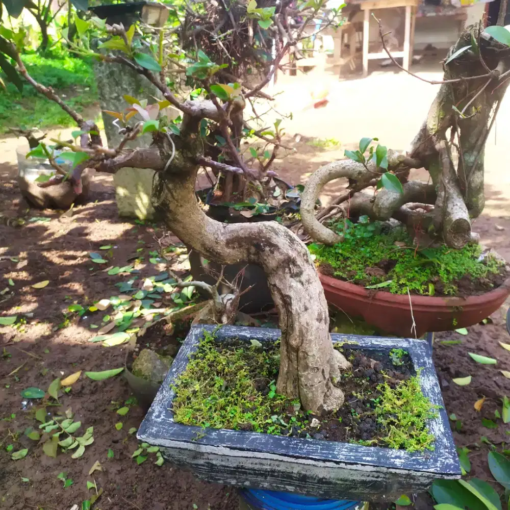 Bonsai bougenville murah