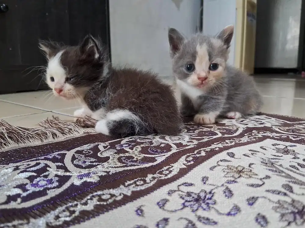 KUCING MUCHKIN  1,5 BULAN