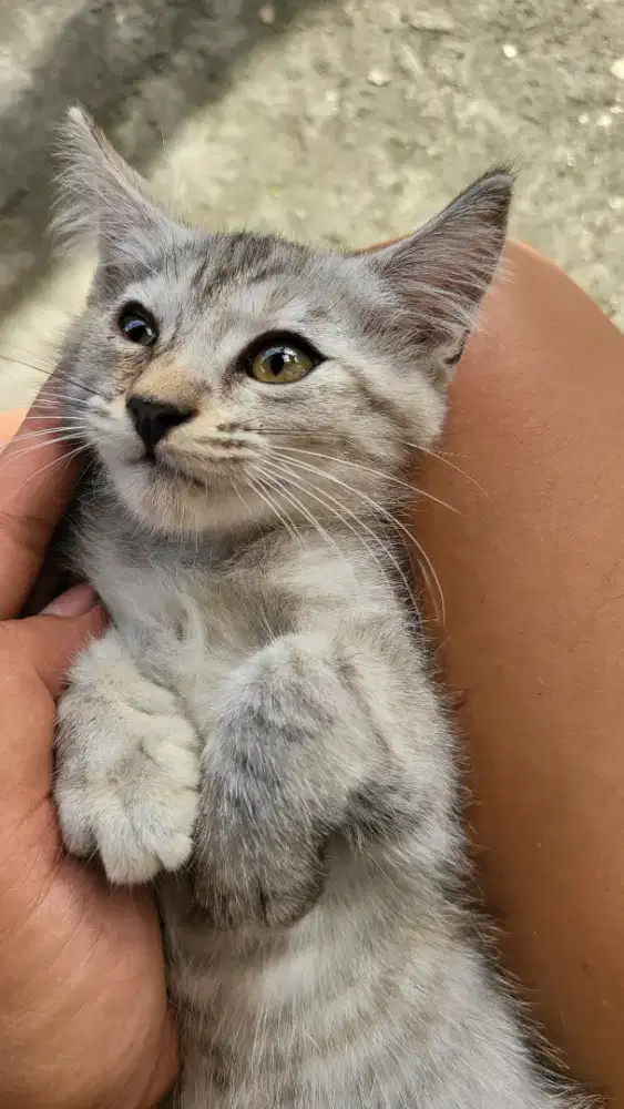 Anak Kucing Mainecoon x BSH mix