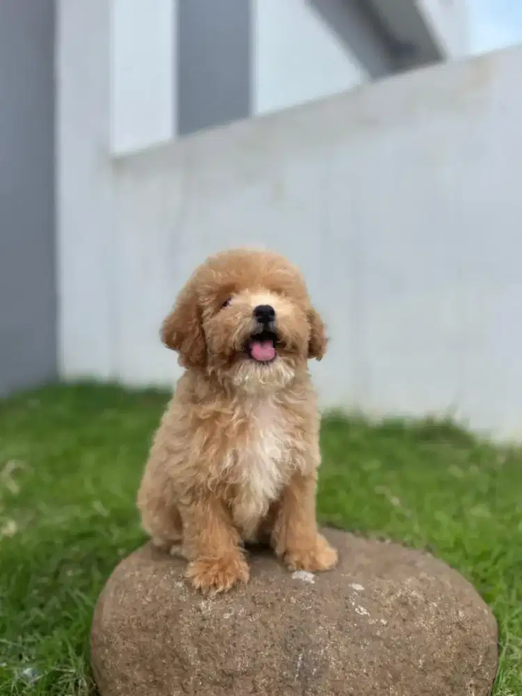 Maltipo super cute murmer