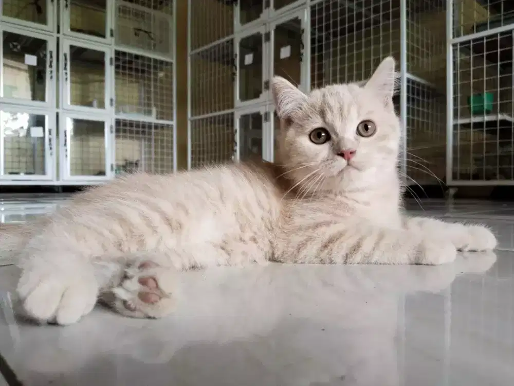 Kucing BSH jantan cream