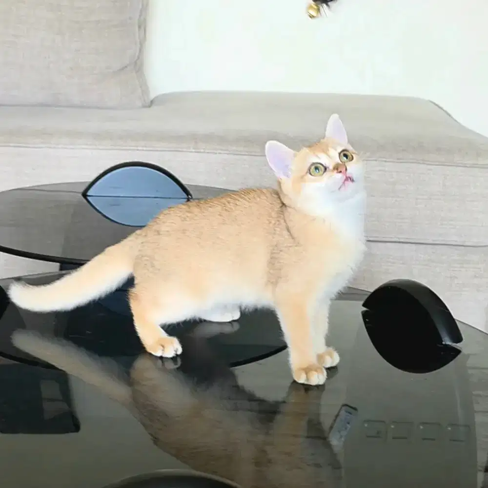 Kitten BSH British Shorthair Golden Betina NY11