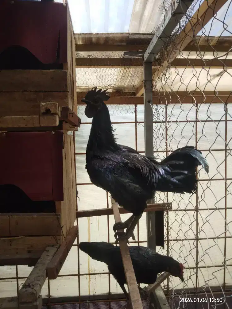 Ayam cemani super sejodo