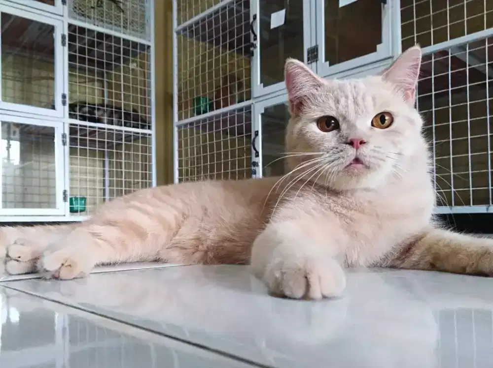 Kucing BSH jantan cream