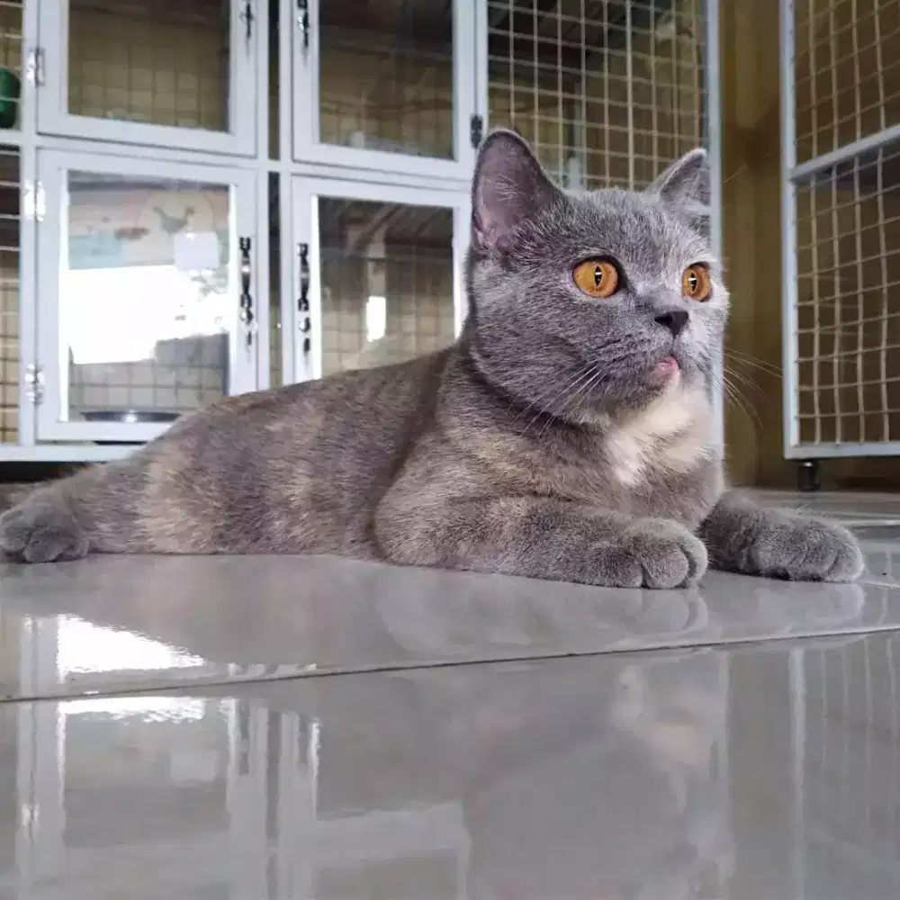 Kucing BSH betina blue tortie
