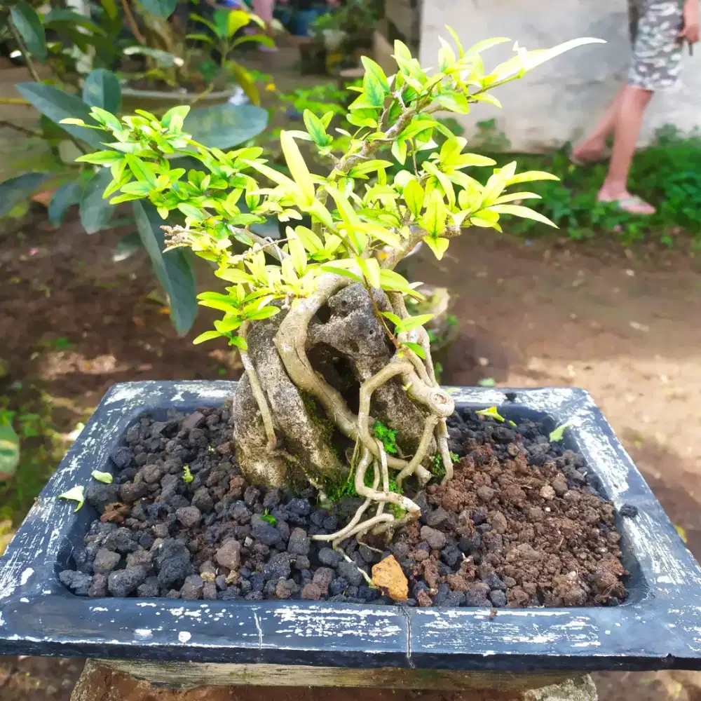 Bonsai anting putri unik murah