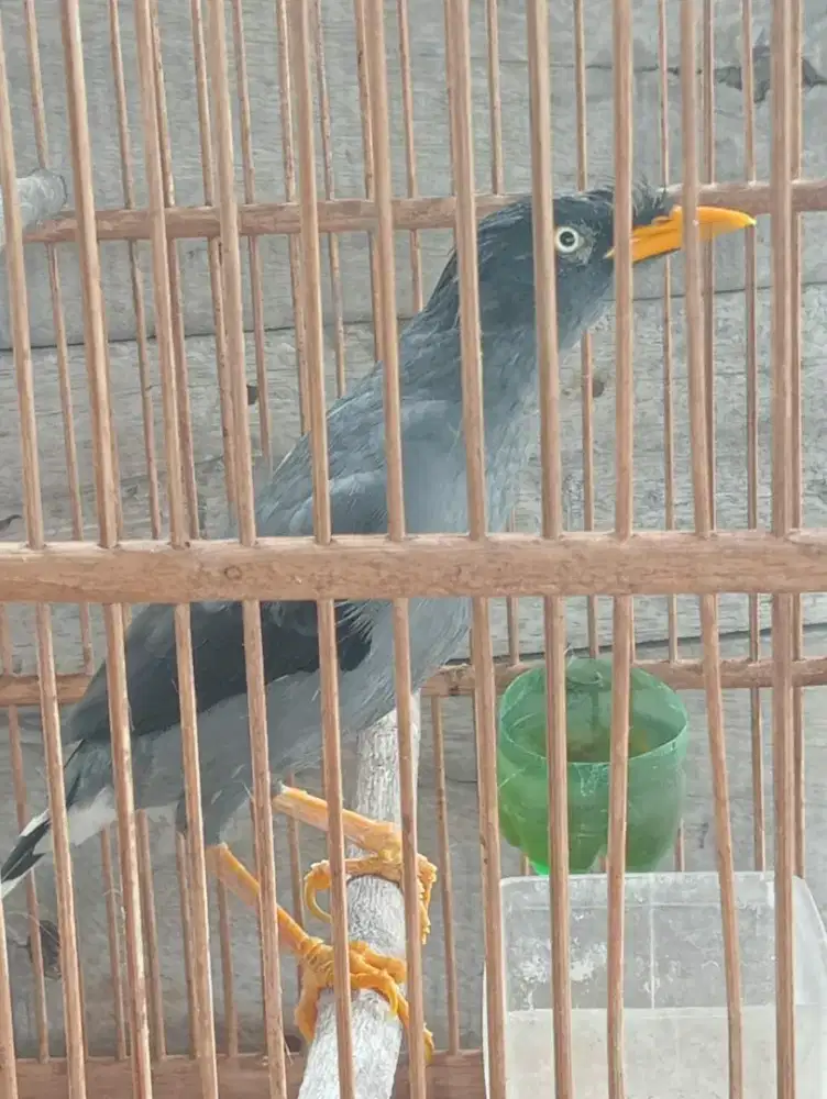 Jalbo receh sehat sakandange