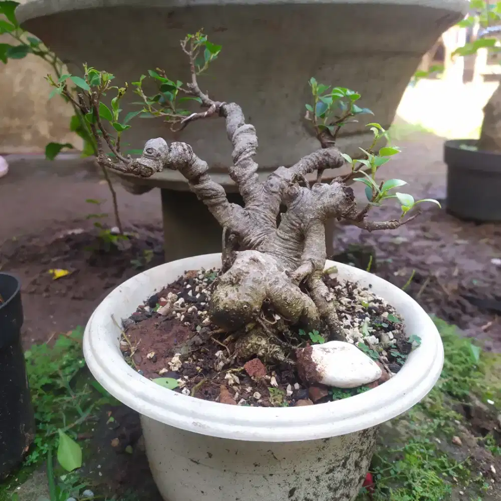 Bonsai Beringin Legend