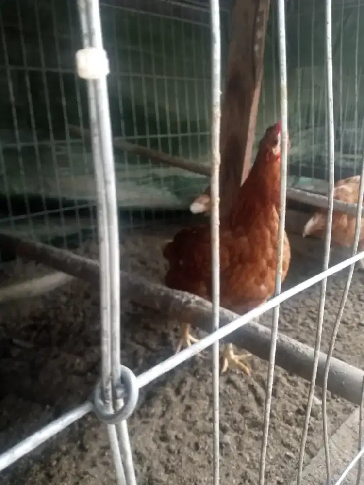 Jual Ayam Petelur & Ayam Jago sekaligus