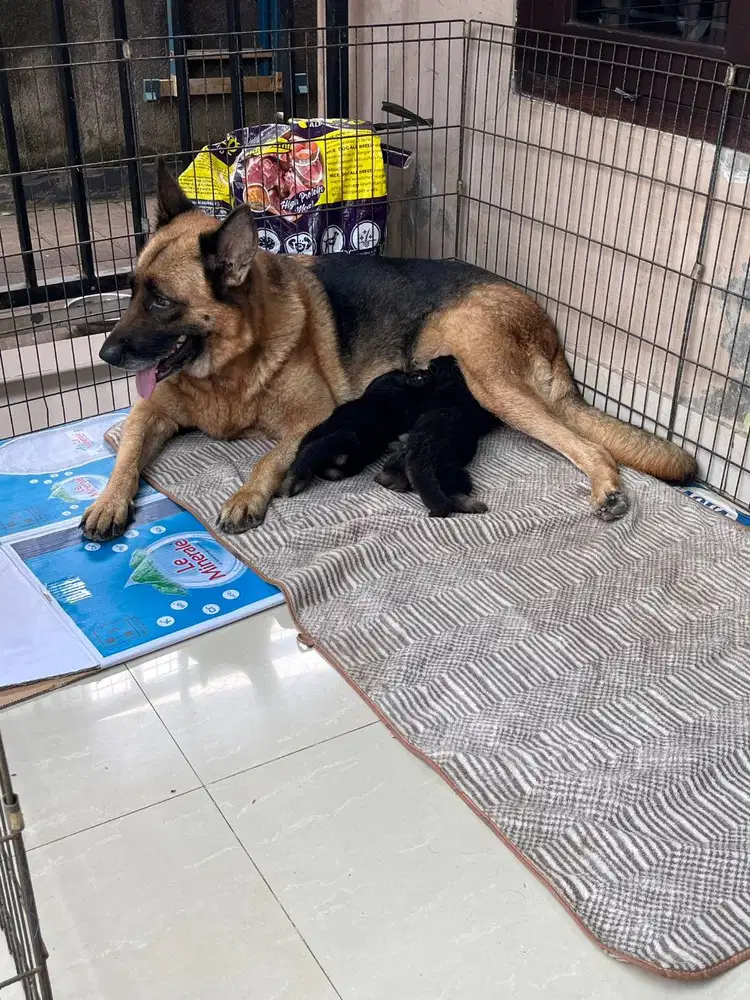 German Shepherd, GSD, Herder, Helder