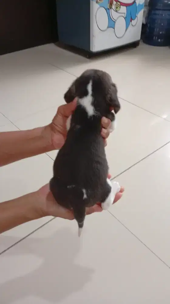 Jual beagle puppy imut